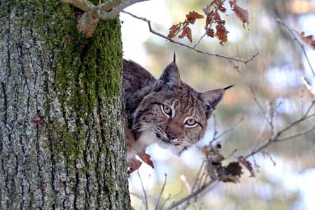 Erich Tomschi Naturfotografie Erich Tomschi Naturfotografie