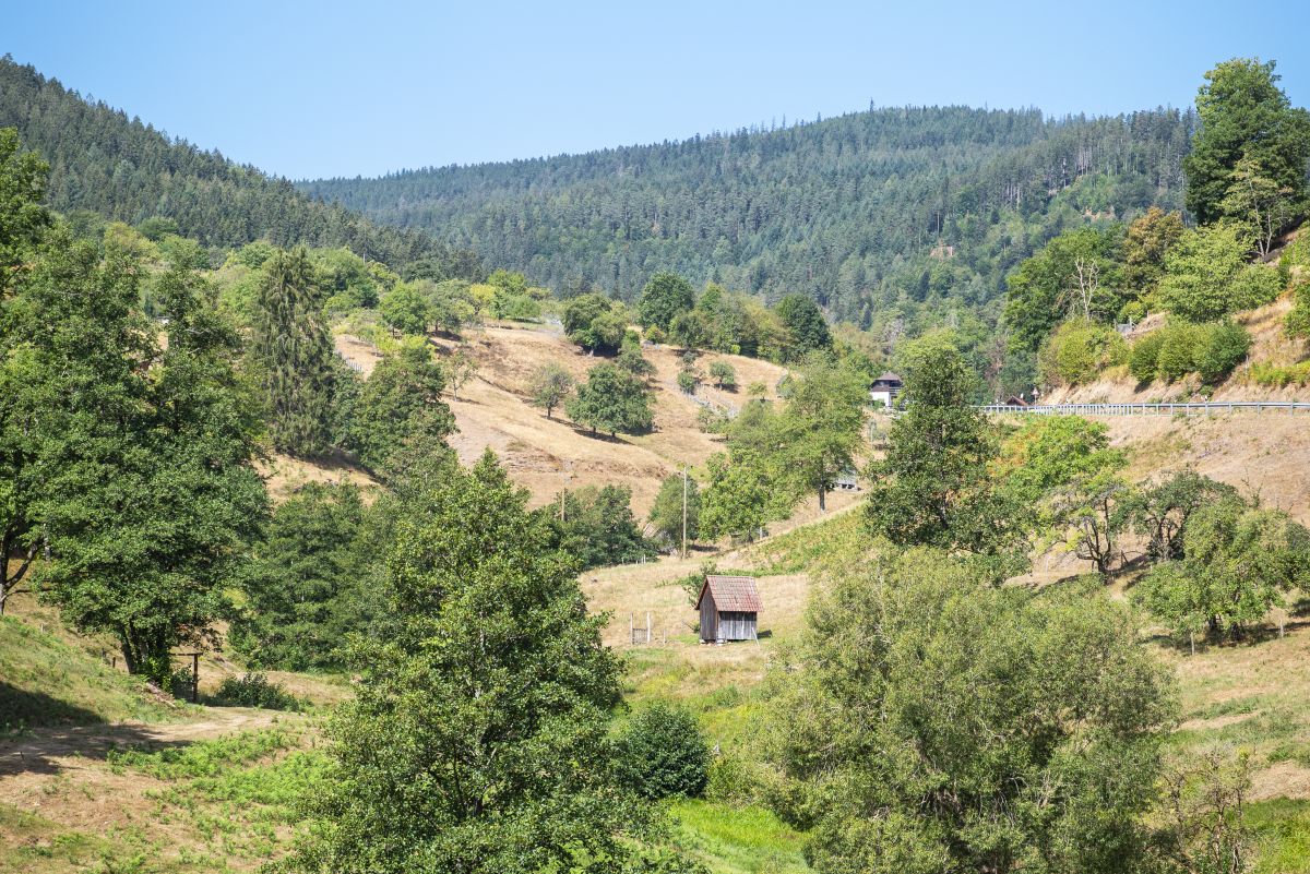 Dietmar Denger/Naturpark Schwarzwald Mitte/Nord