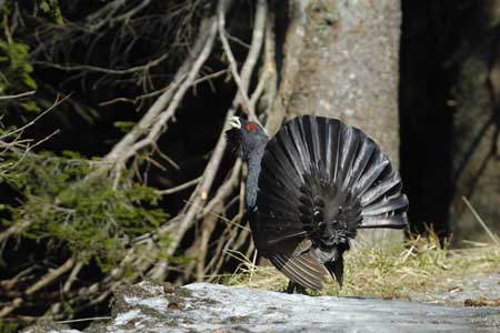 Erich Tomschi Naturfotografie