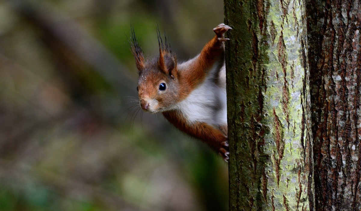 Erich Tomschi Naturfotografie