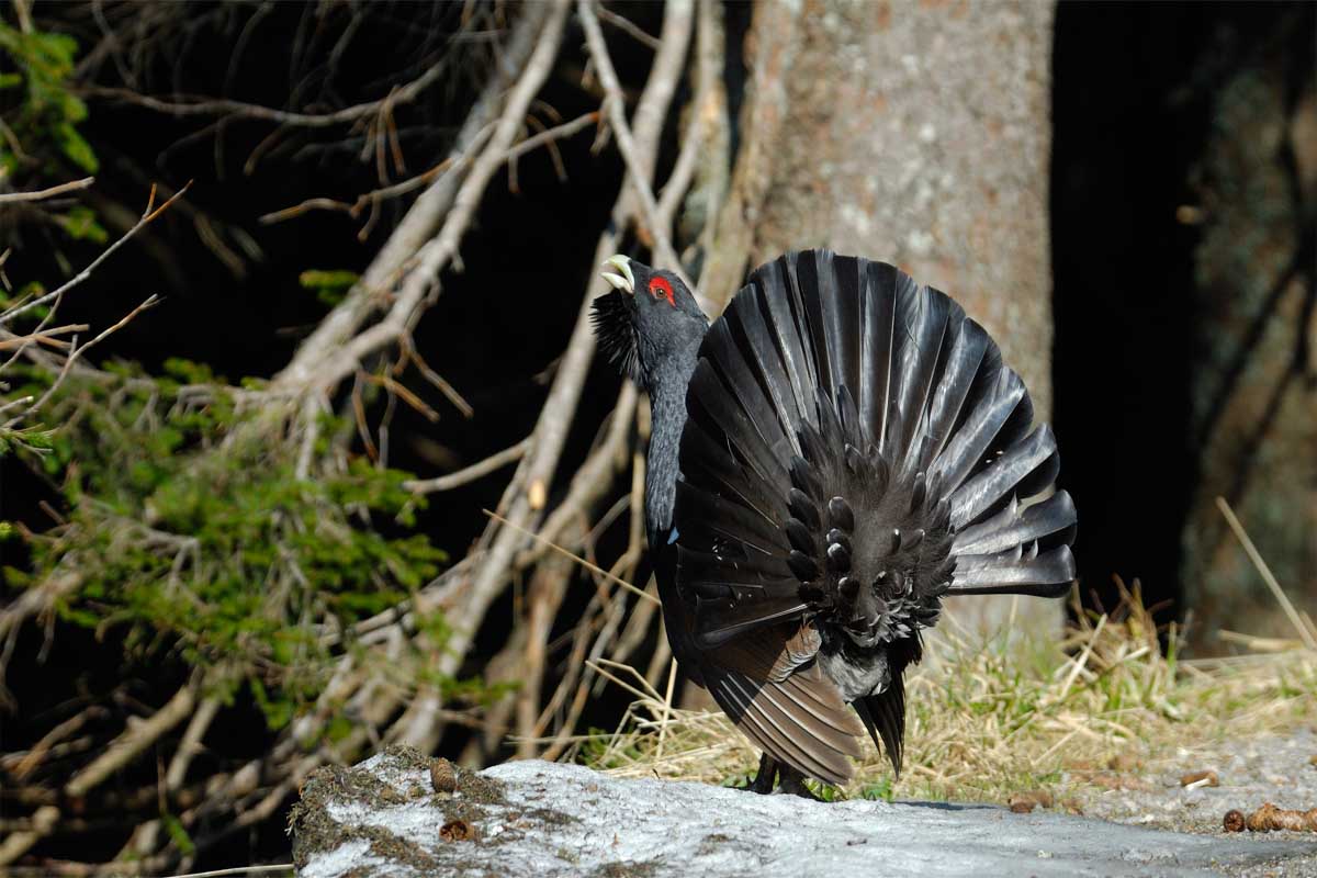 Erich Tomschi Naturfotografie