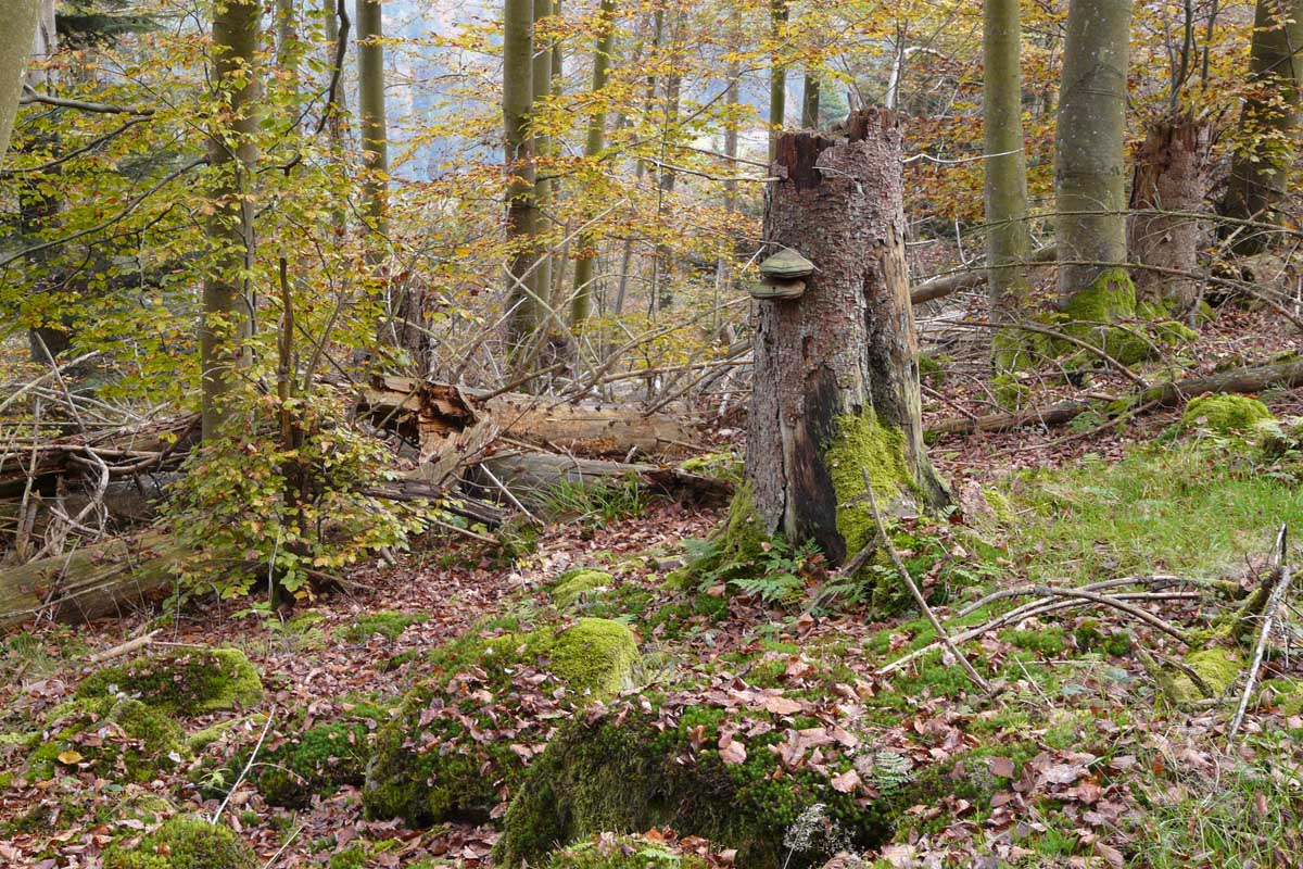 NABU Kreisverband Rastatt