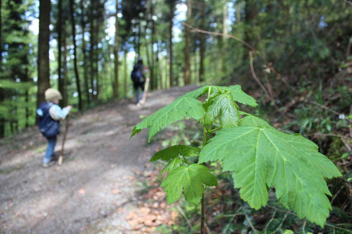 Naturpark Schwarzwald Mitte/Nord