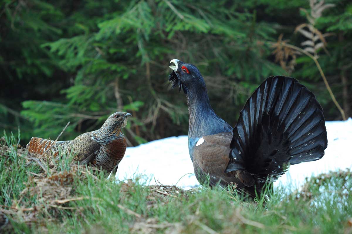 Nationalpark Schwarzwald