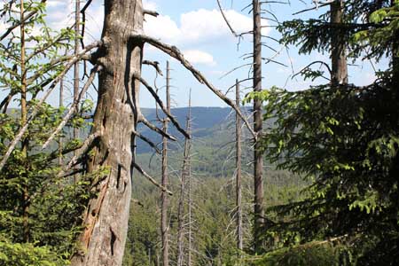 Naturpark Schwarzwald Mitte/Nord