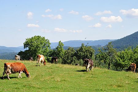 Naturpark Schwarzwald Mitte/Nord