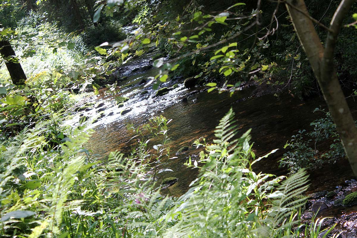 Naturpark Schwarzwald Mitte/Nord