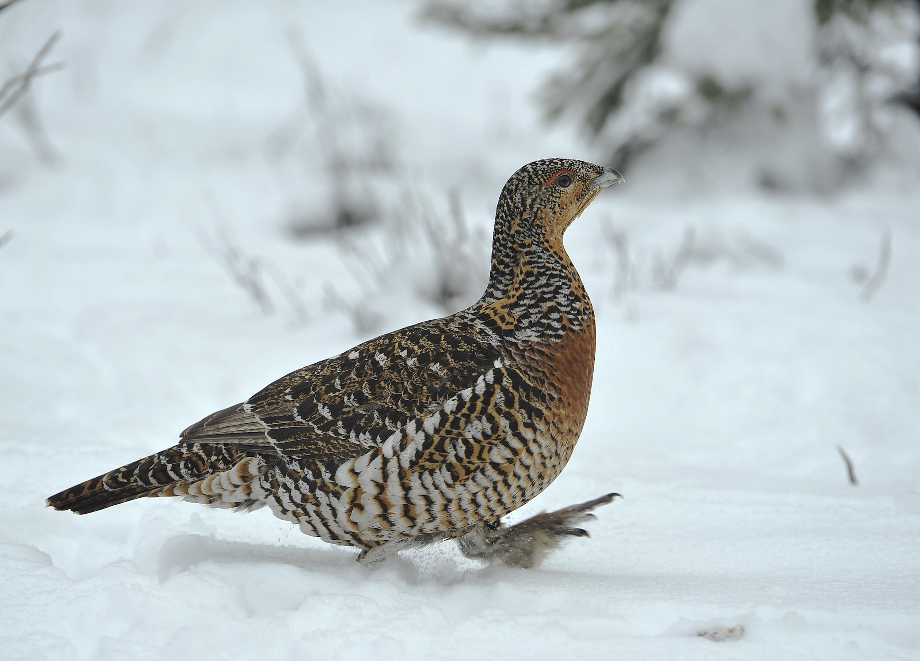 Bildnachweis: CezaryKorkosz/shutterstock.com