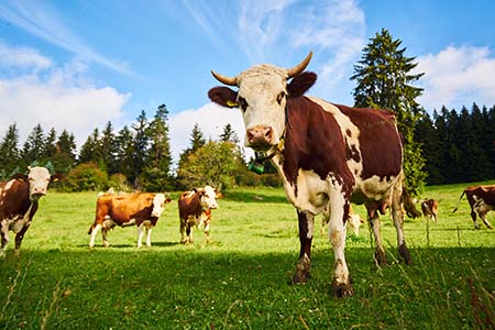 Schwarzwaldmilch