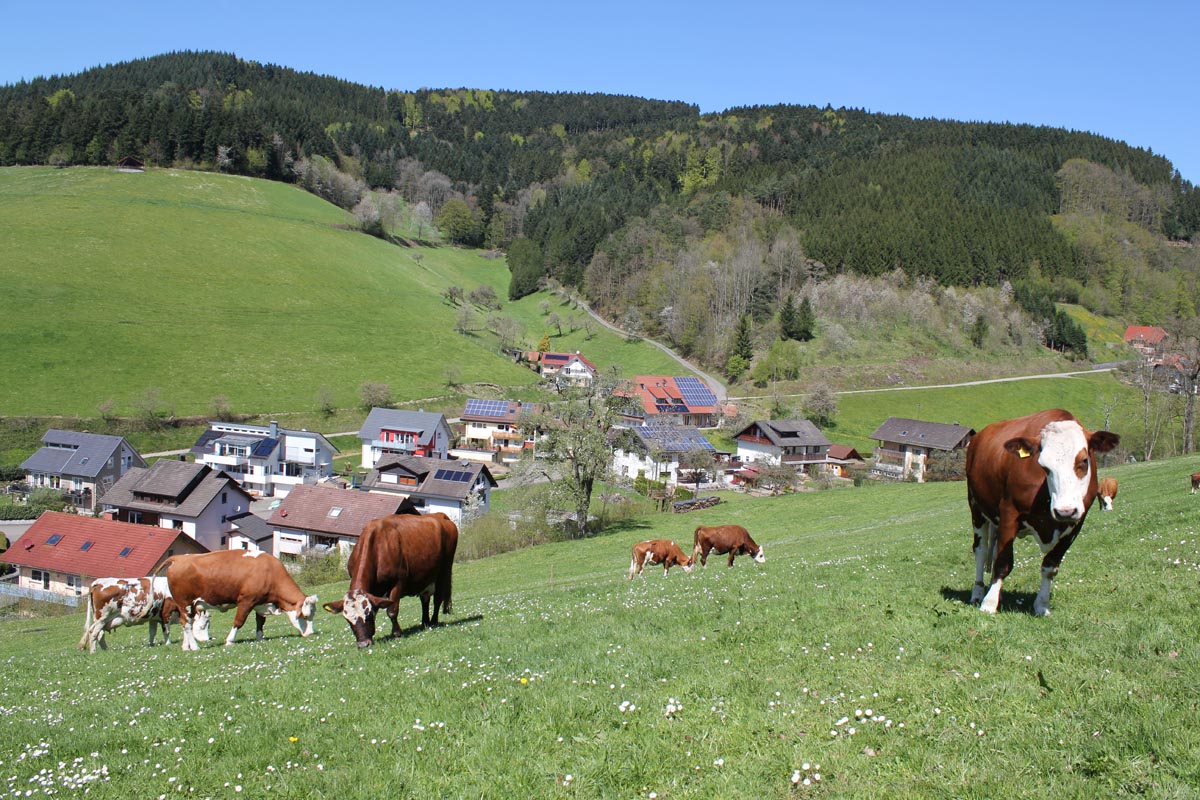 Naturpark Schwarzwald Mitte/Nord